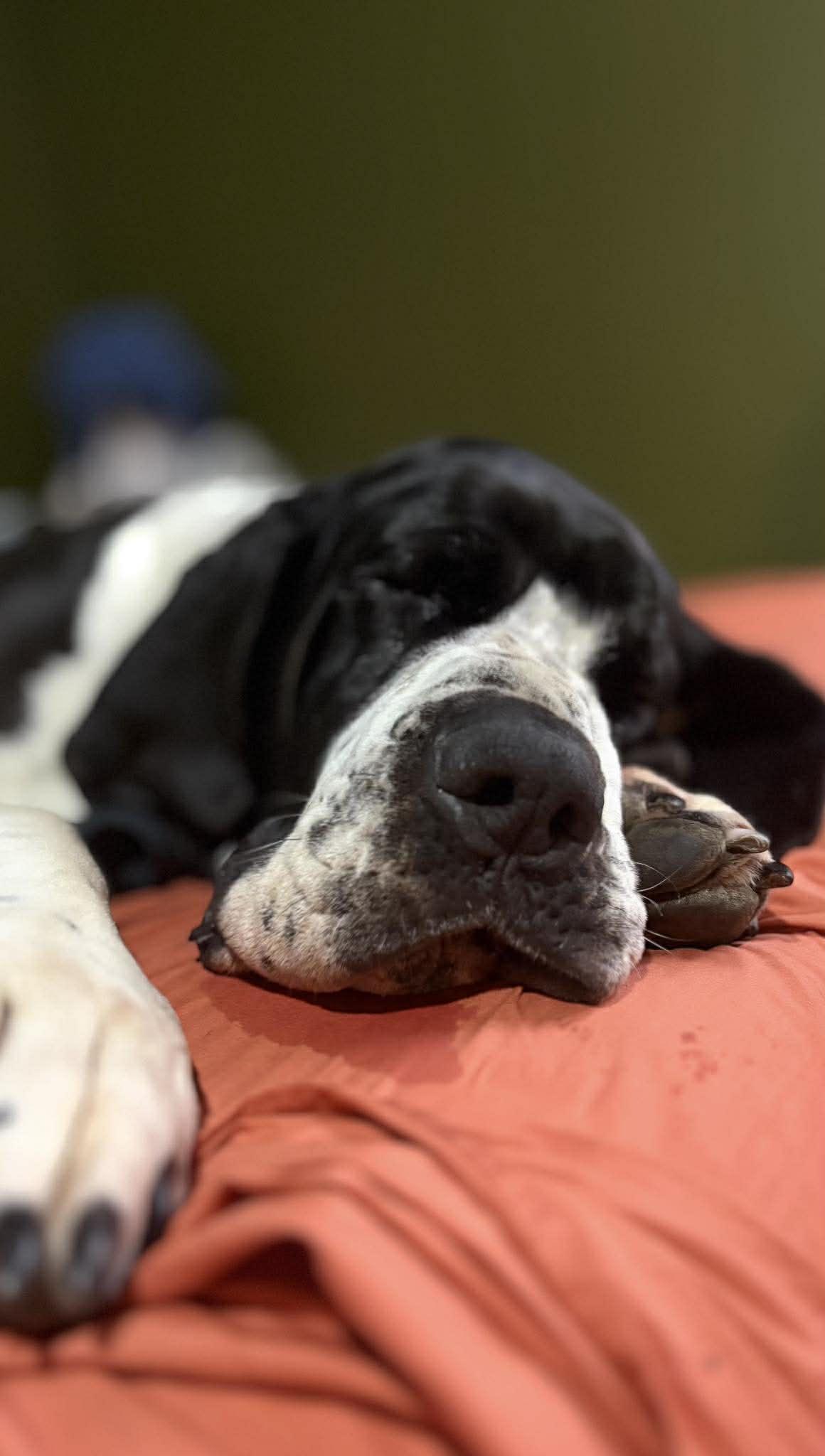 Lyra, adopted, Adult Female Great Dane.