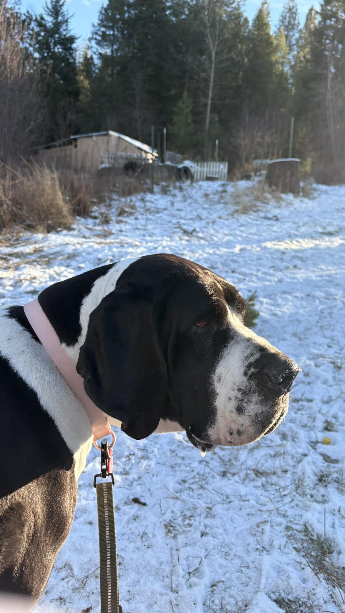 Enlarge Lyra, an adopted Great Dane in COEUR D ALENE, ID image 3/6