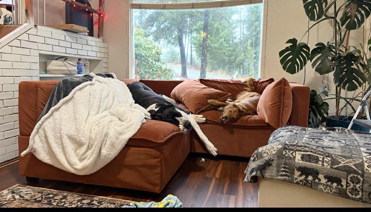 Enlarge Lyra, an adopted Great Dane in COEUR D ALENE, ID image 4/6