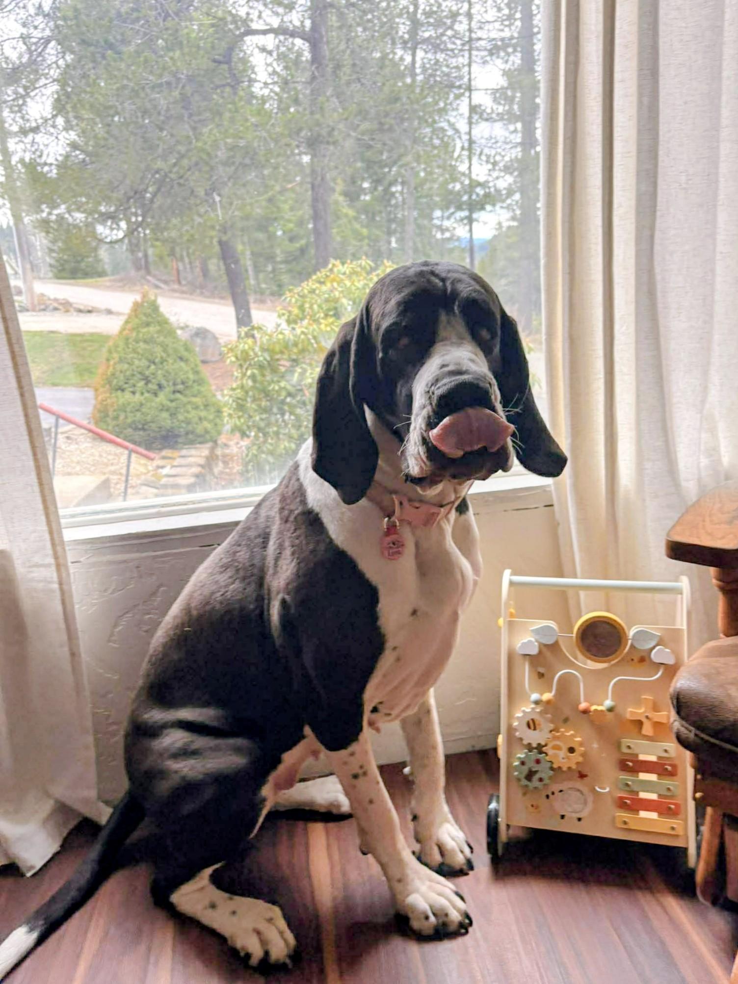 Enlarge Lyra, an adopted Great Dane in COEUR D ALENE, ID image 5/6