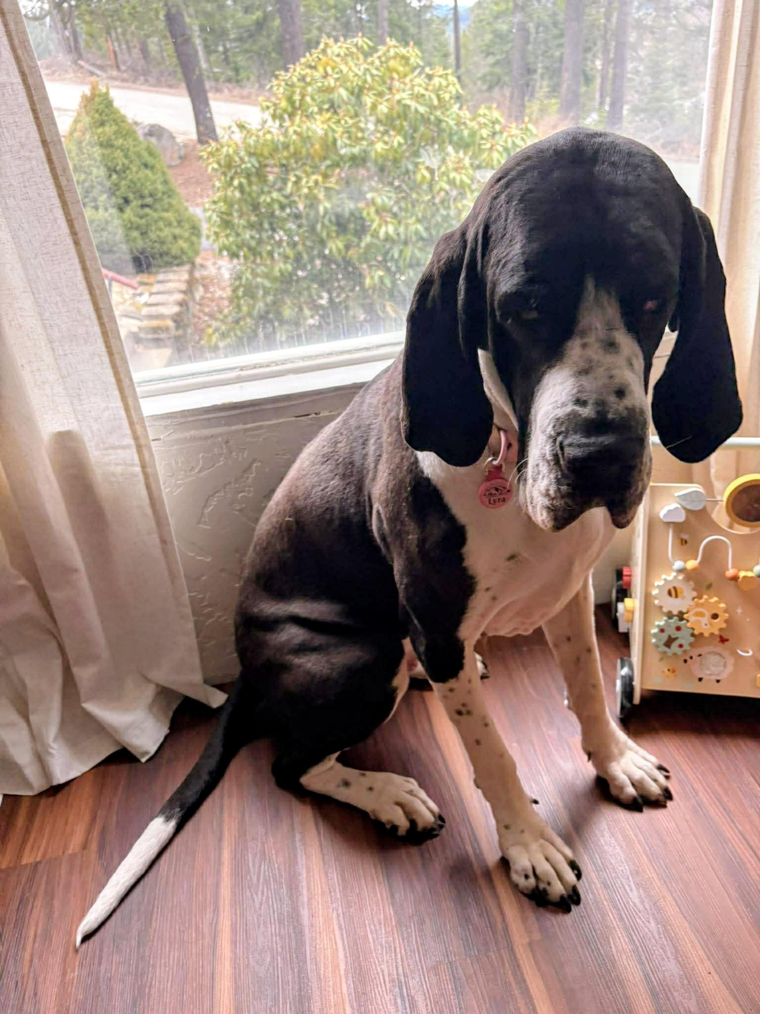 Enlarge Lyra, an adopted Great Dane in COEUR D ALENE, ID image 6/6