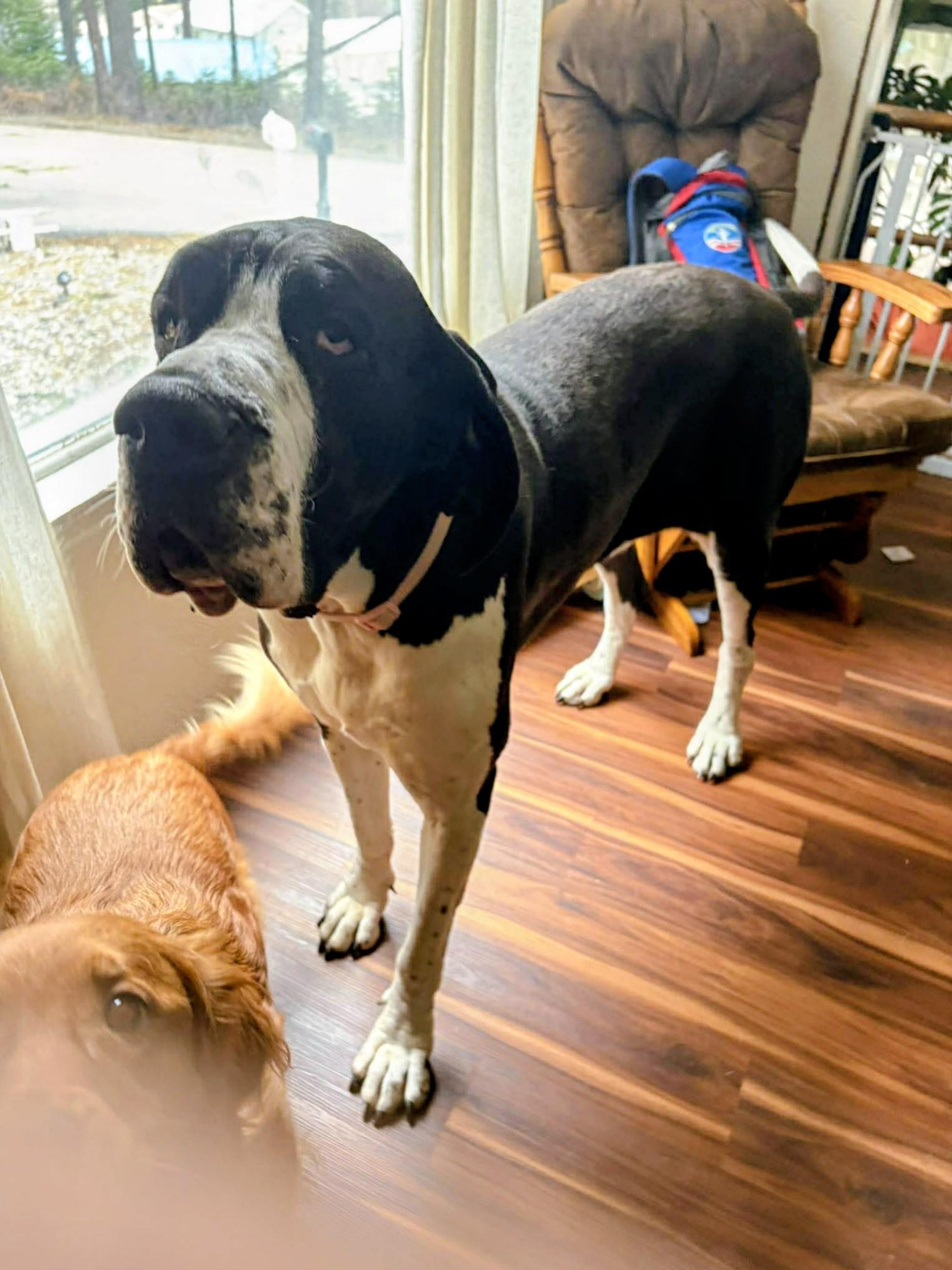 Enlarge Lyra, an adopted Great Dane in COEUR D ALENE, ID image 2/6