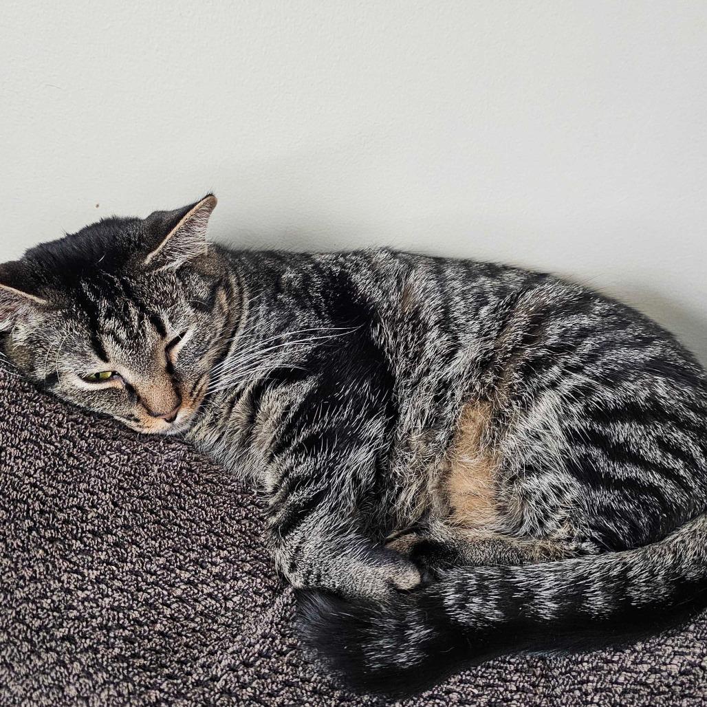 Enlarge Katniss, a Adoptable Domestic Short Hair in Glenfield, NY image 1/6