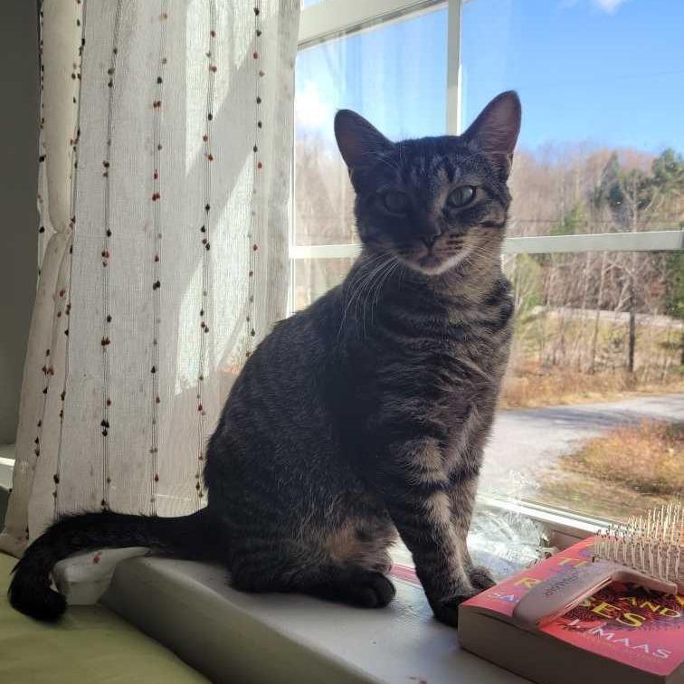 Enlarge Katniss, a Adoptable Domestic Short Hair in Glenfield, NY image 2/6