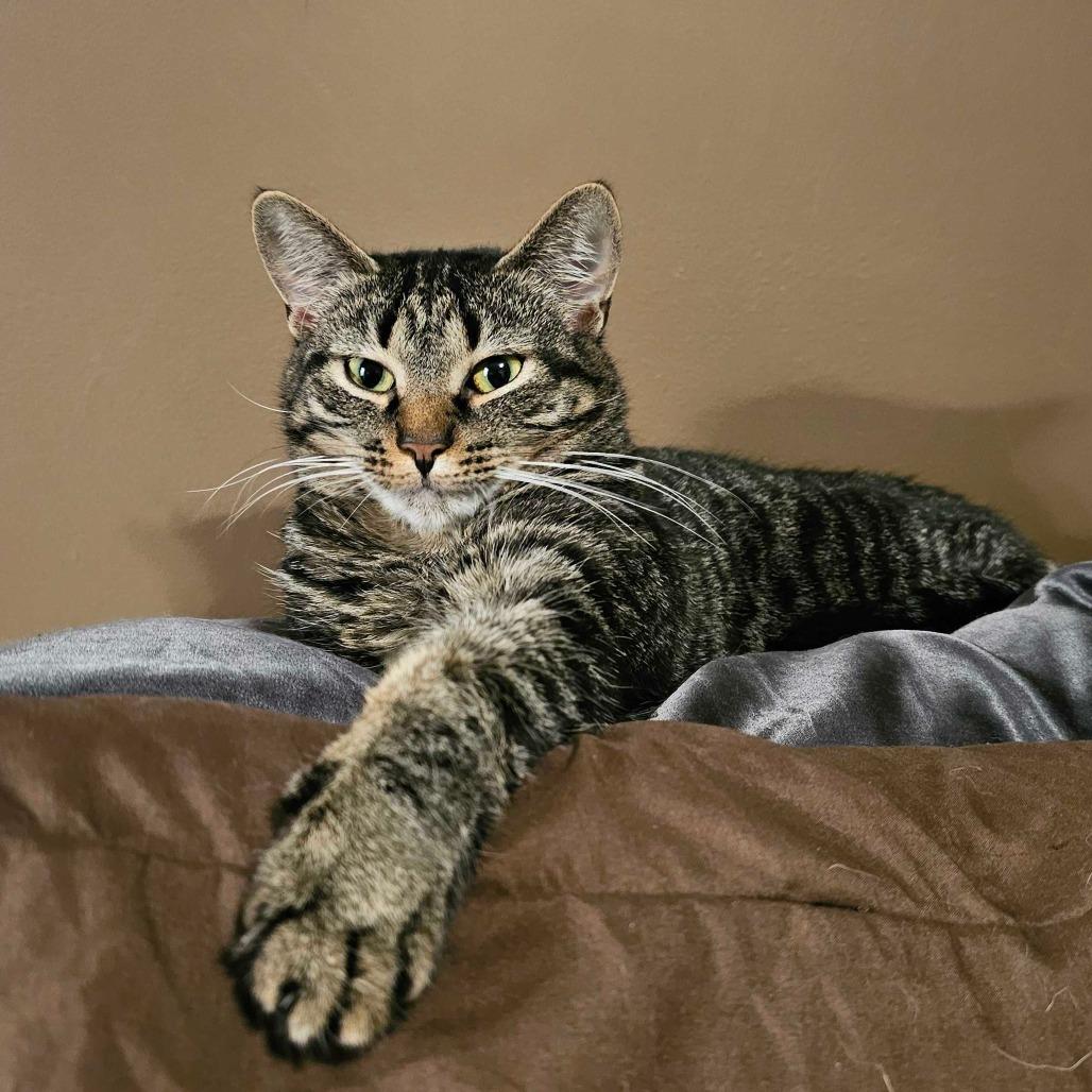 Katniss, Adoptable, Adult Female Domestic Short Hair.