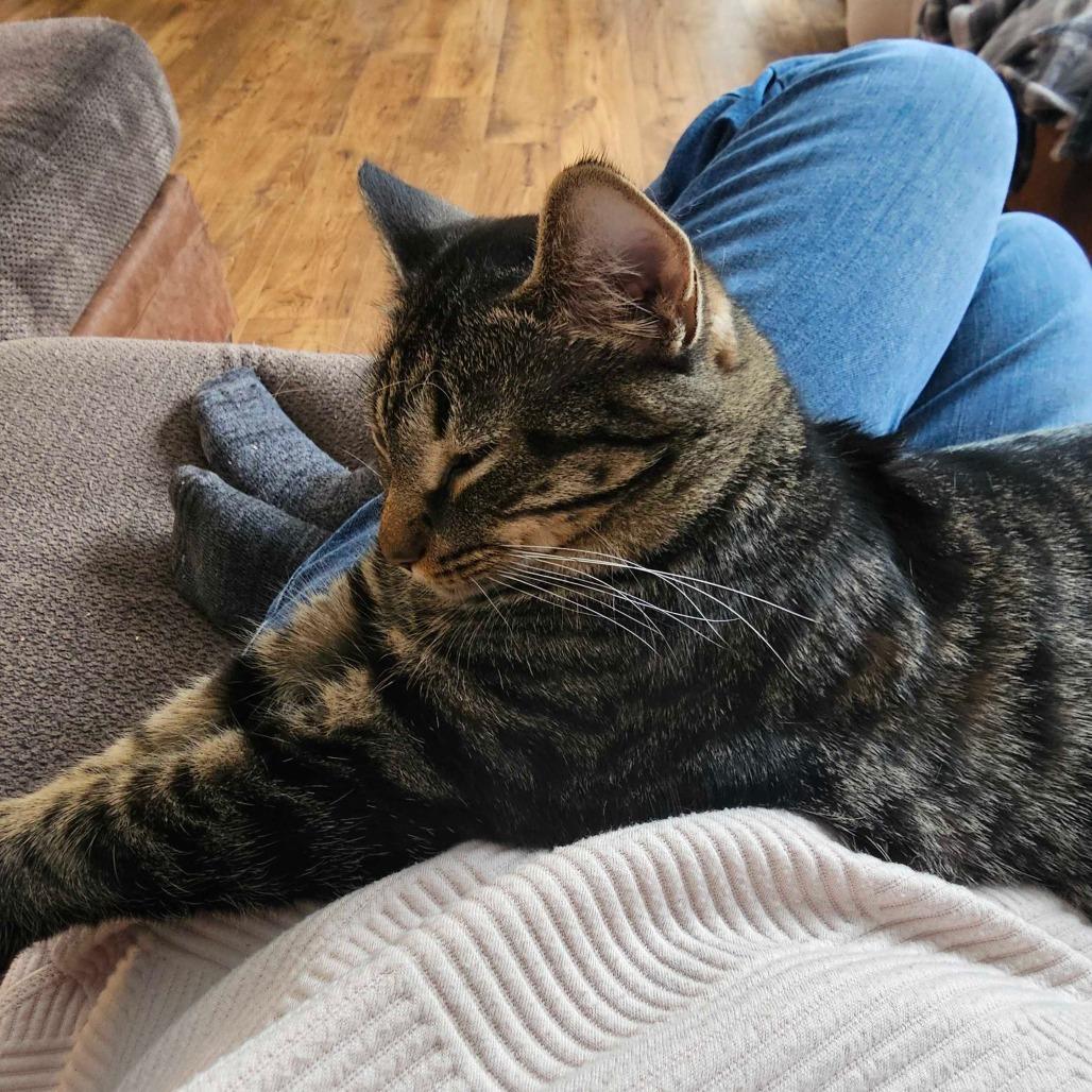 Enlarge Katniss, a Adoptable Domestic Short Hair in Glenfield, NY image 4/6