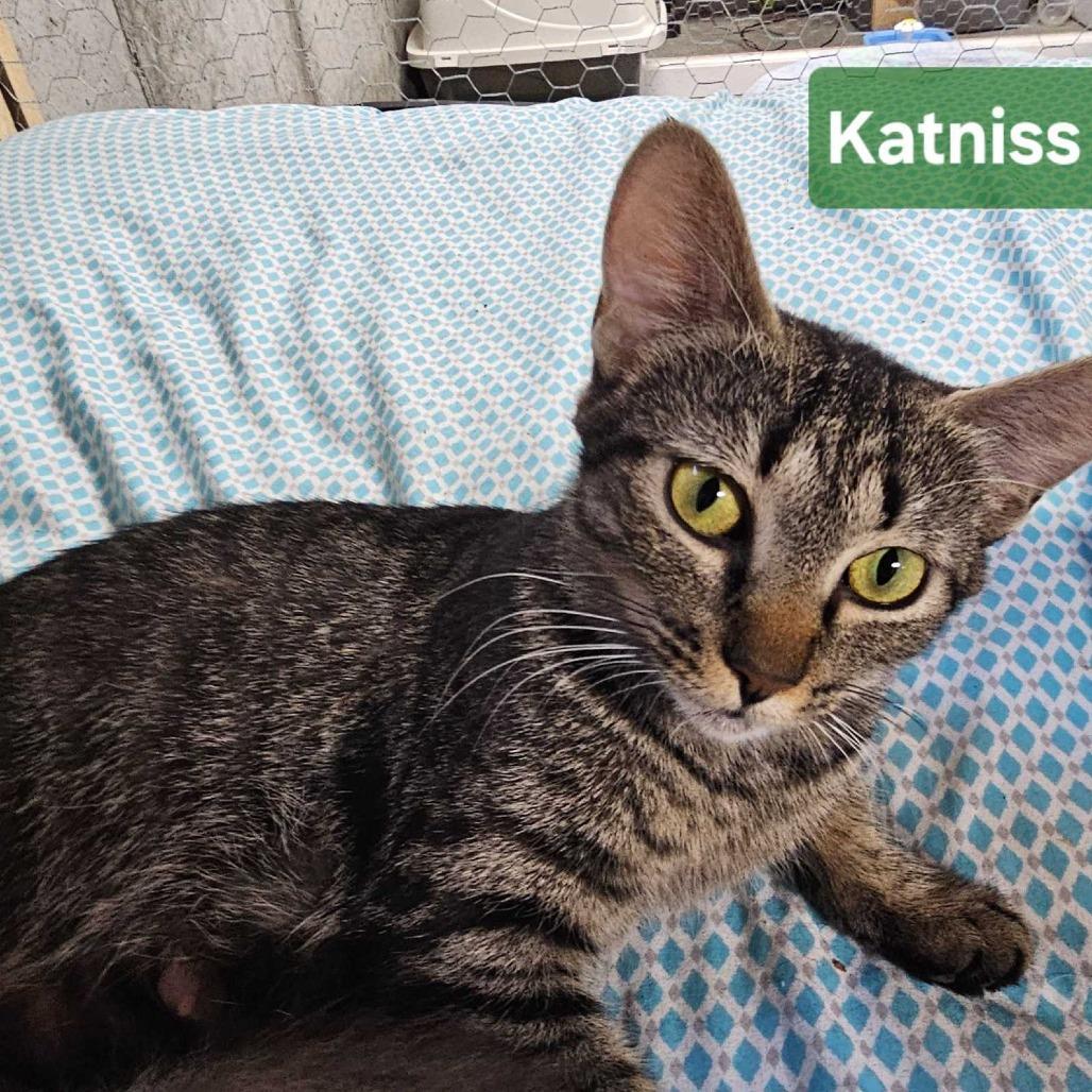 Katniss, Adoptable, Adult Female Domestic Short Hair.