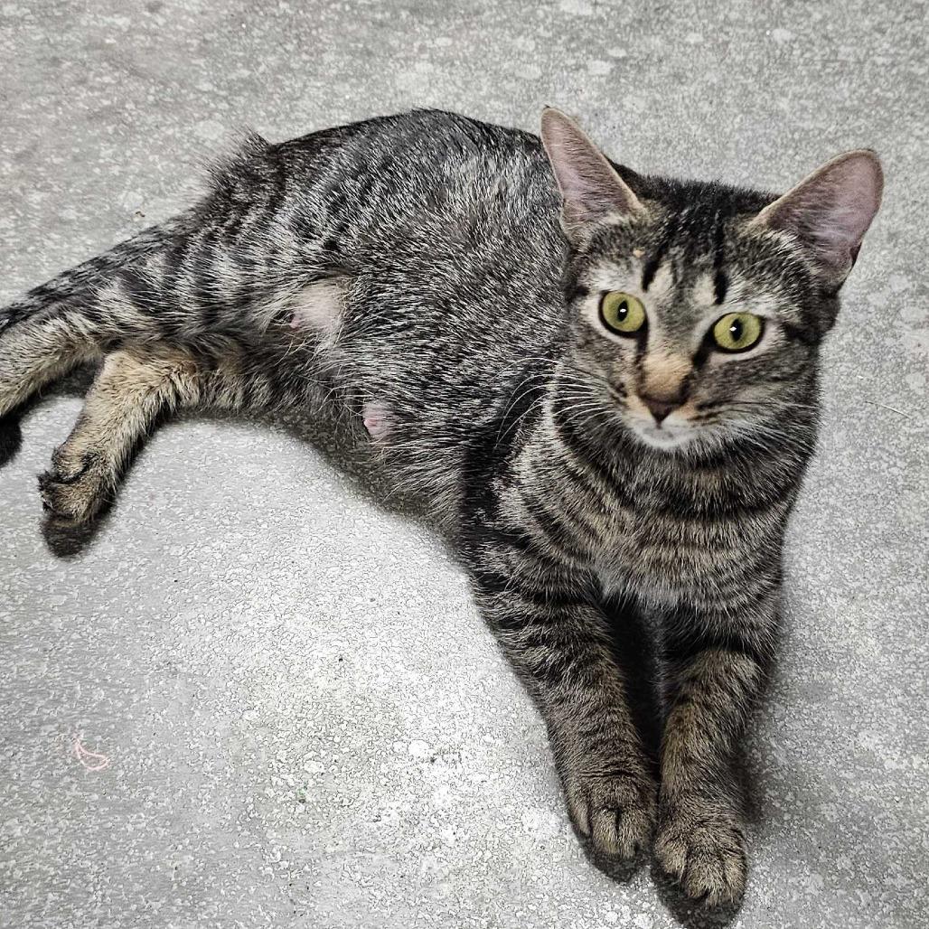 Katniss, a Adoptable Domestic Short Hair in Glenfield, NY image 2/3