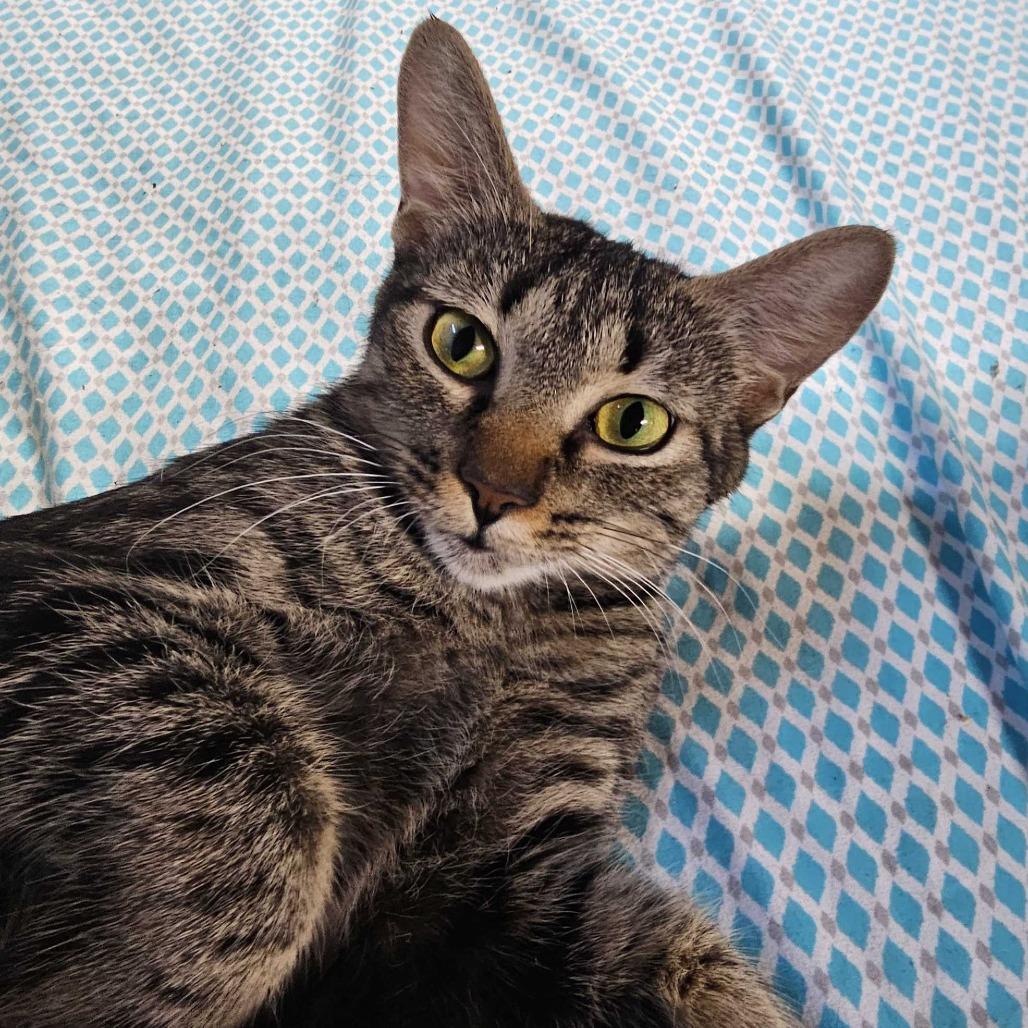 Katniss, a Adoptable Domestic Short Hair in Glenfield, NY image 3/3