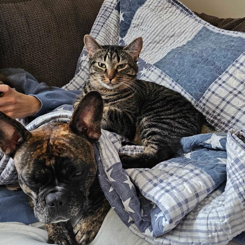 Enlarge Katniss, a Adoptable Domestic Short Hair in Glenfield, NY image 6/6