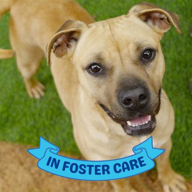 Enlarge DALE, a Adoptable mixed breed in Tallahassee, FL image 1/1