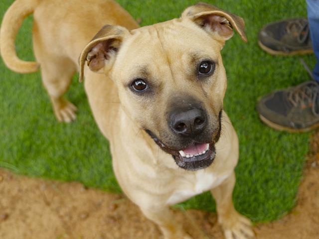 DALE, Adoptable, Young Female Black Mouth Cur & Mixed Breed.