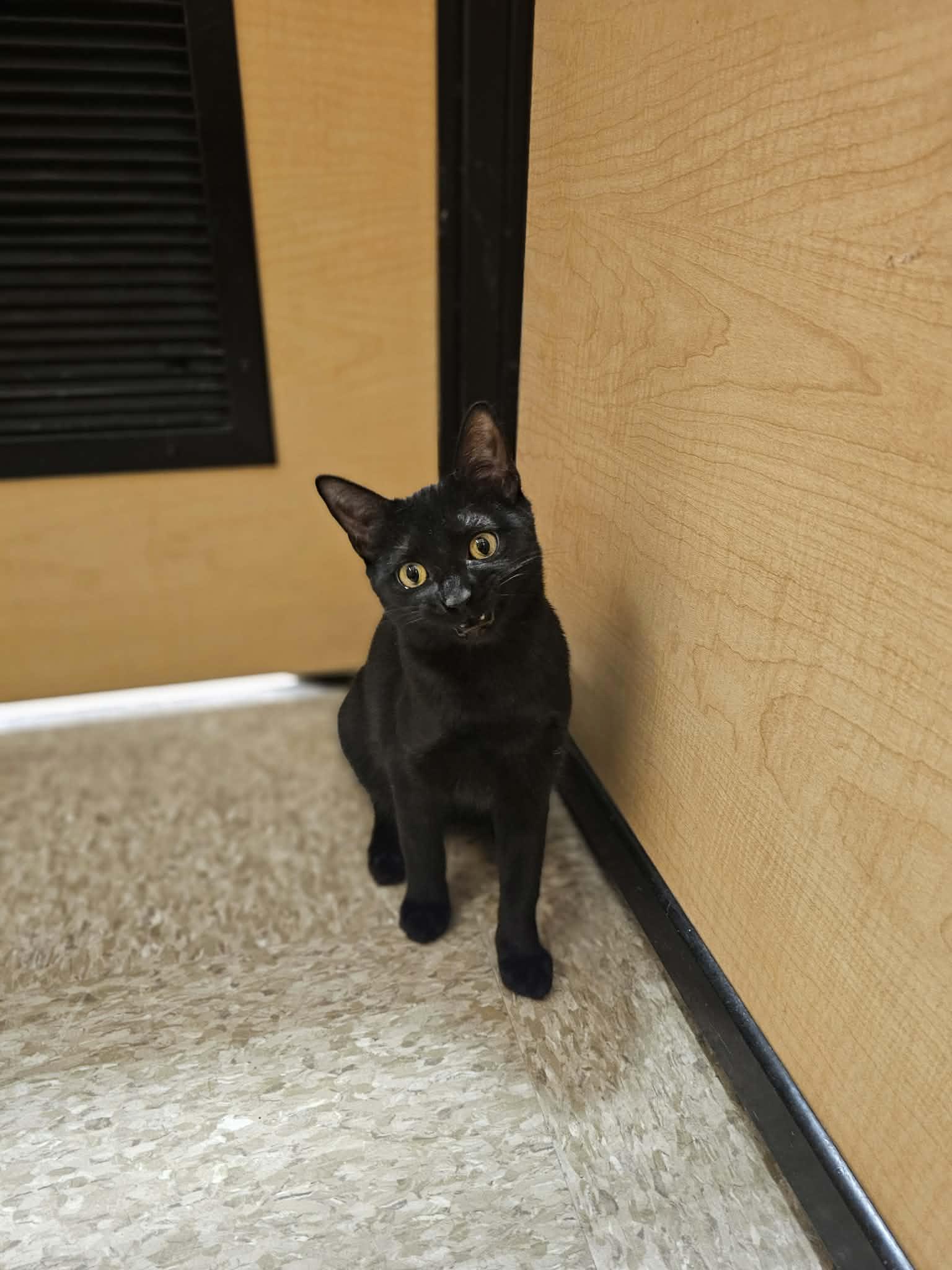 Enlarge Ebony, a Adoptable Domestic Short Hair in hinckley, IL image 1/3