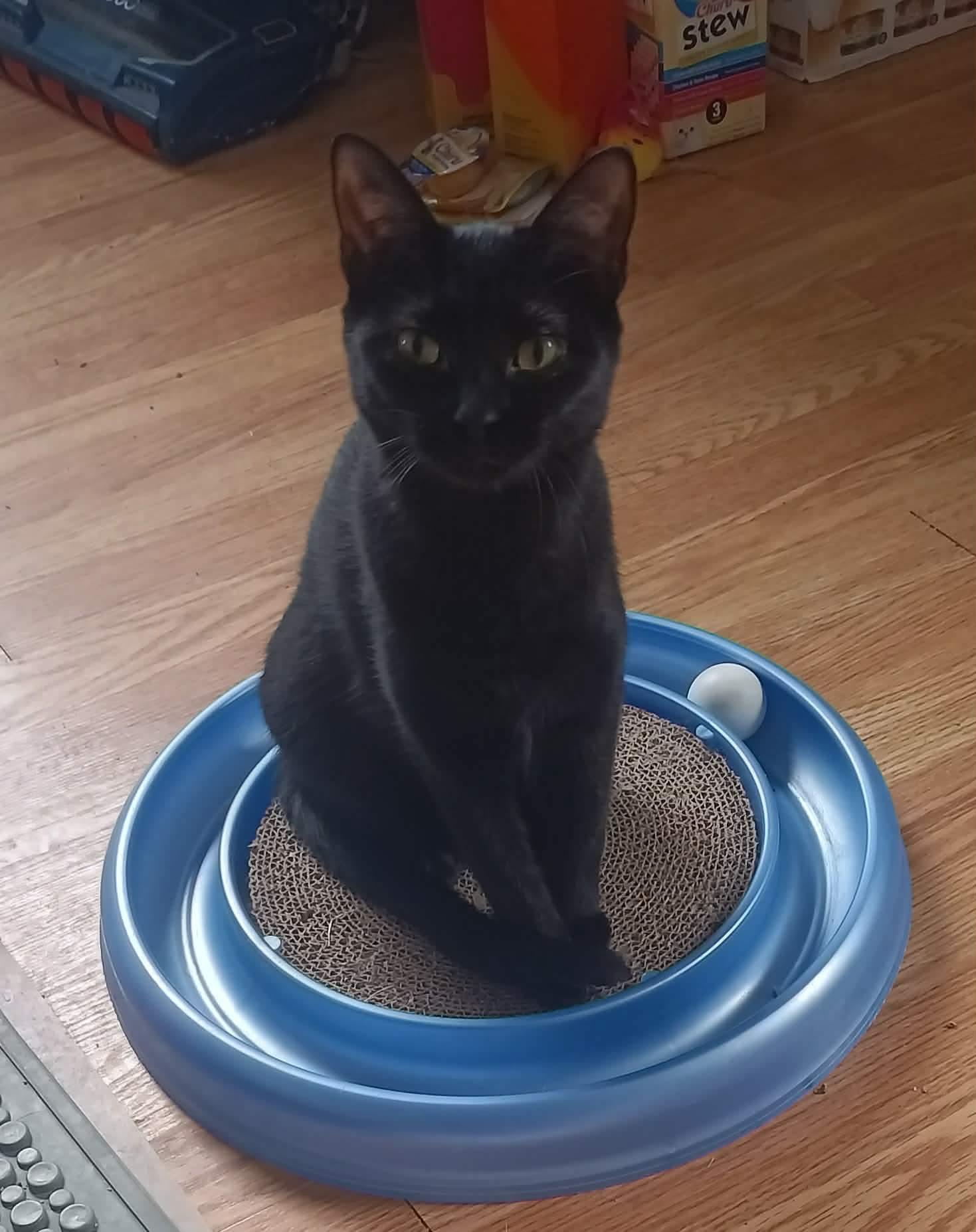 Ebony, Adoptable, Young Female Domestic Short Hair.
