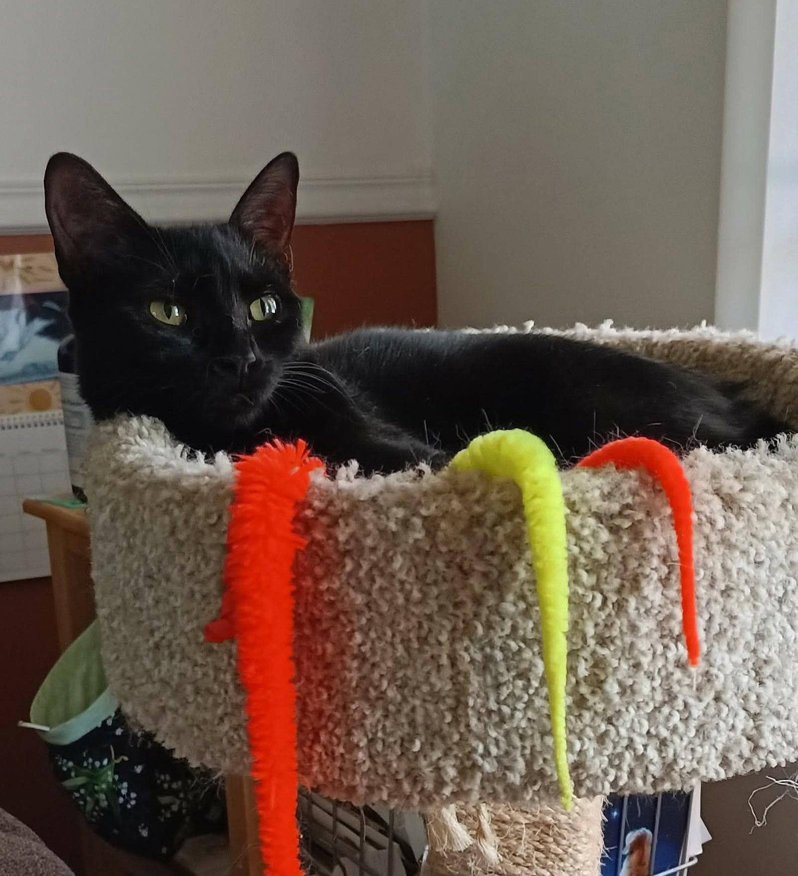 Enlarge Ebony, a Adoptable Domestic Short Hair in hinckley, IL image 2/3