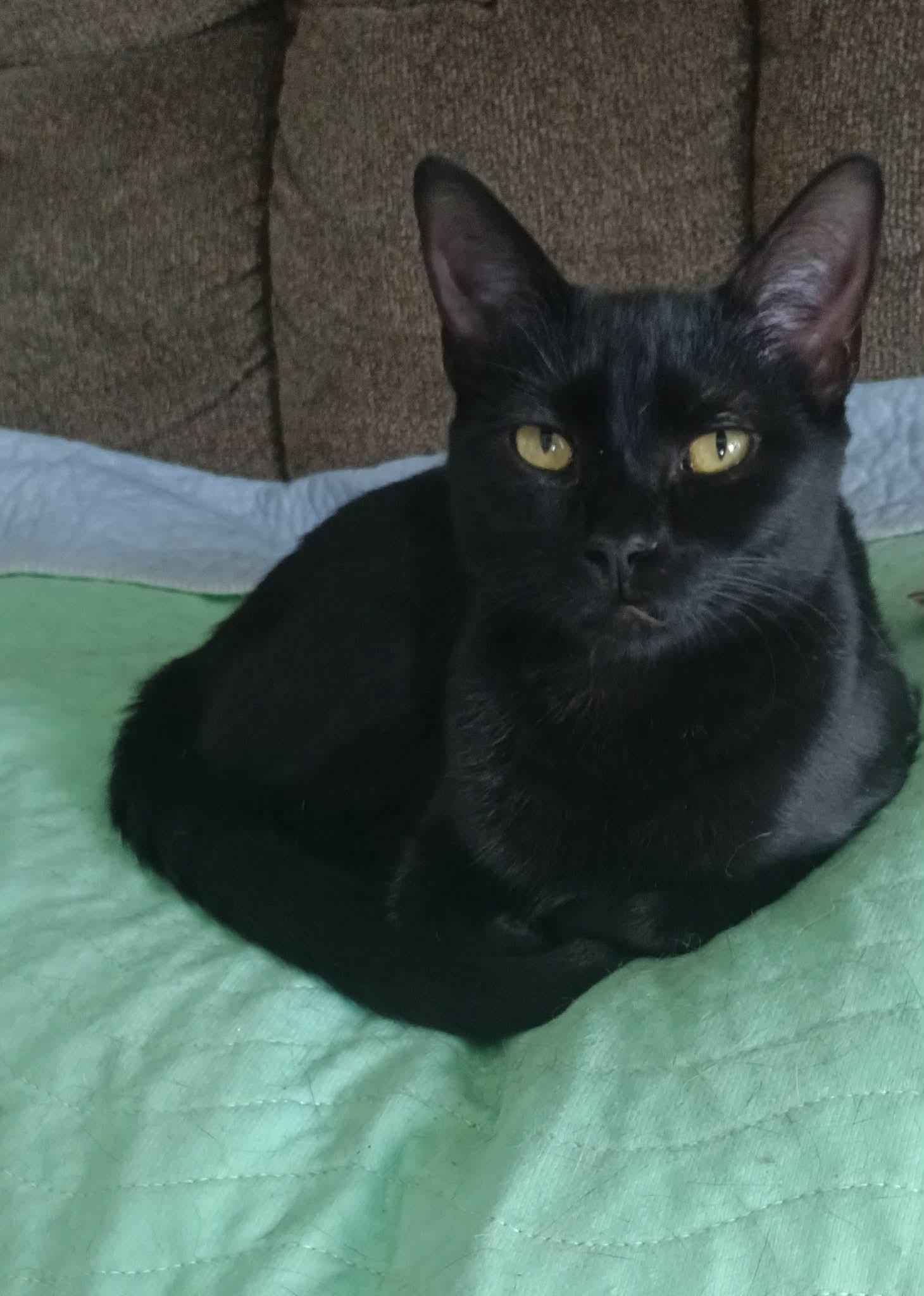 Enlarge Ebony, a Adoptable Domestic Short Hair in hinckley, IL image 3/3