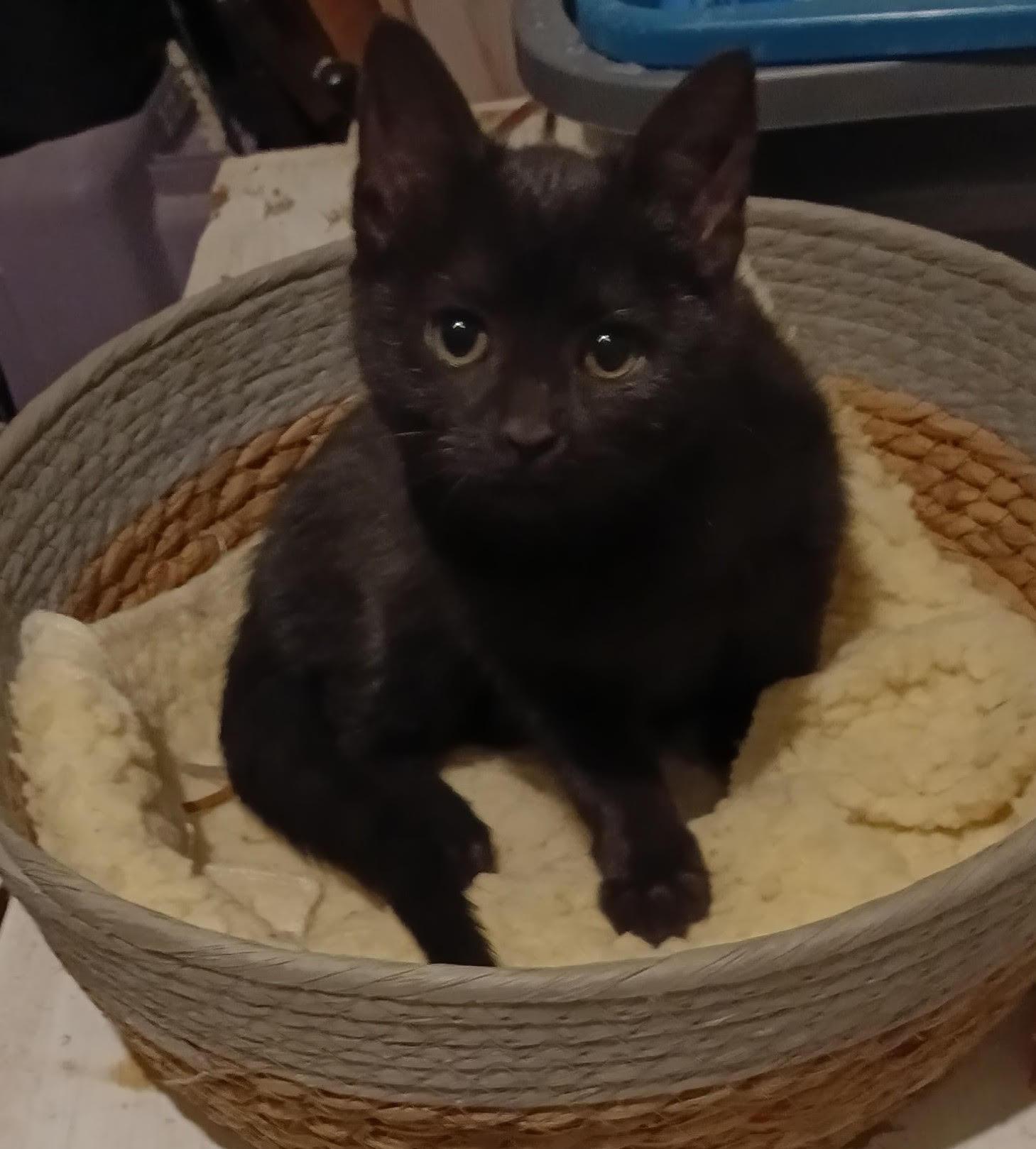 Enlarge Ebony, a Adoptable Domestic Short Hair in hinckley, IL image 3/3