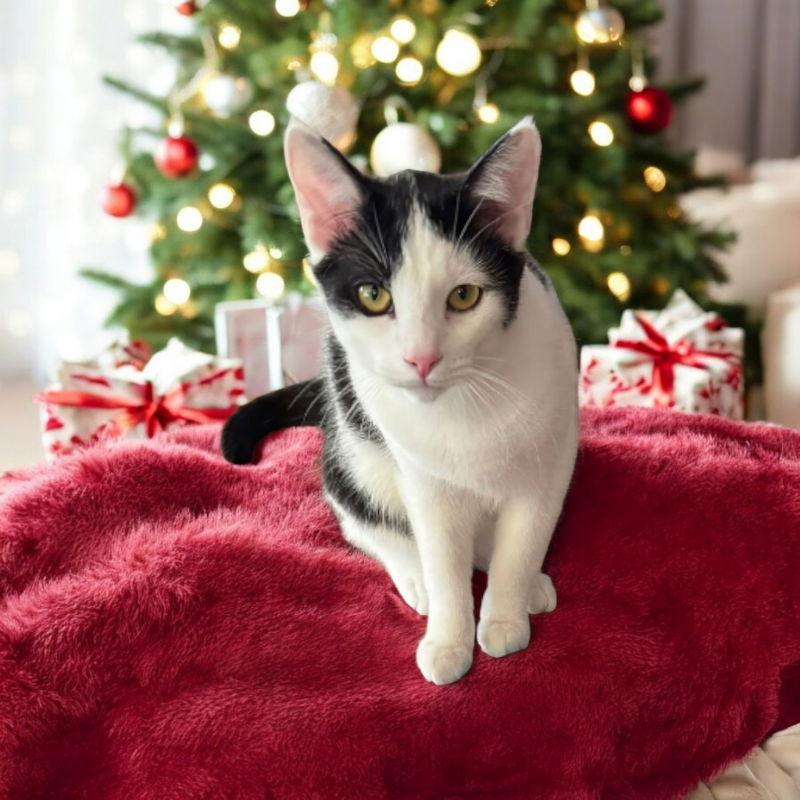 Bo " Sponsored adoption fee!!!, Adoptable, Young Male Domestic Short Hair.