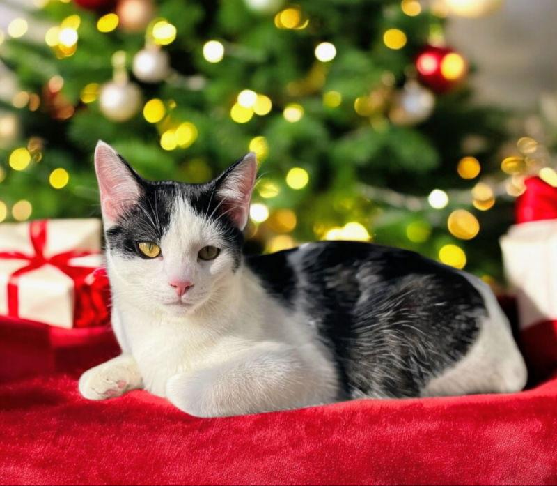 Bo " Sponsored adoption fee!!!, a Adoptable Domestic Short Hair in Knoxville, TN image 2/3