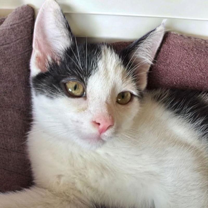 Bo " Sponsored adoption fee!!!, a Adoptable Domestic Short Hair in Knoxville, TN image 3/3