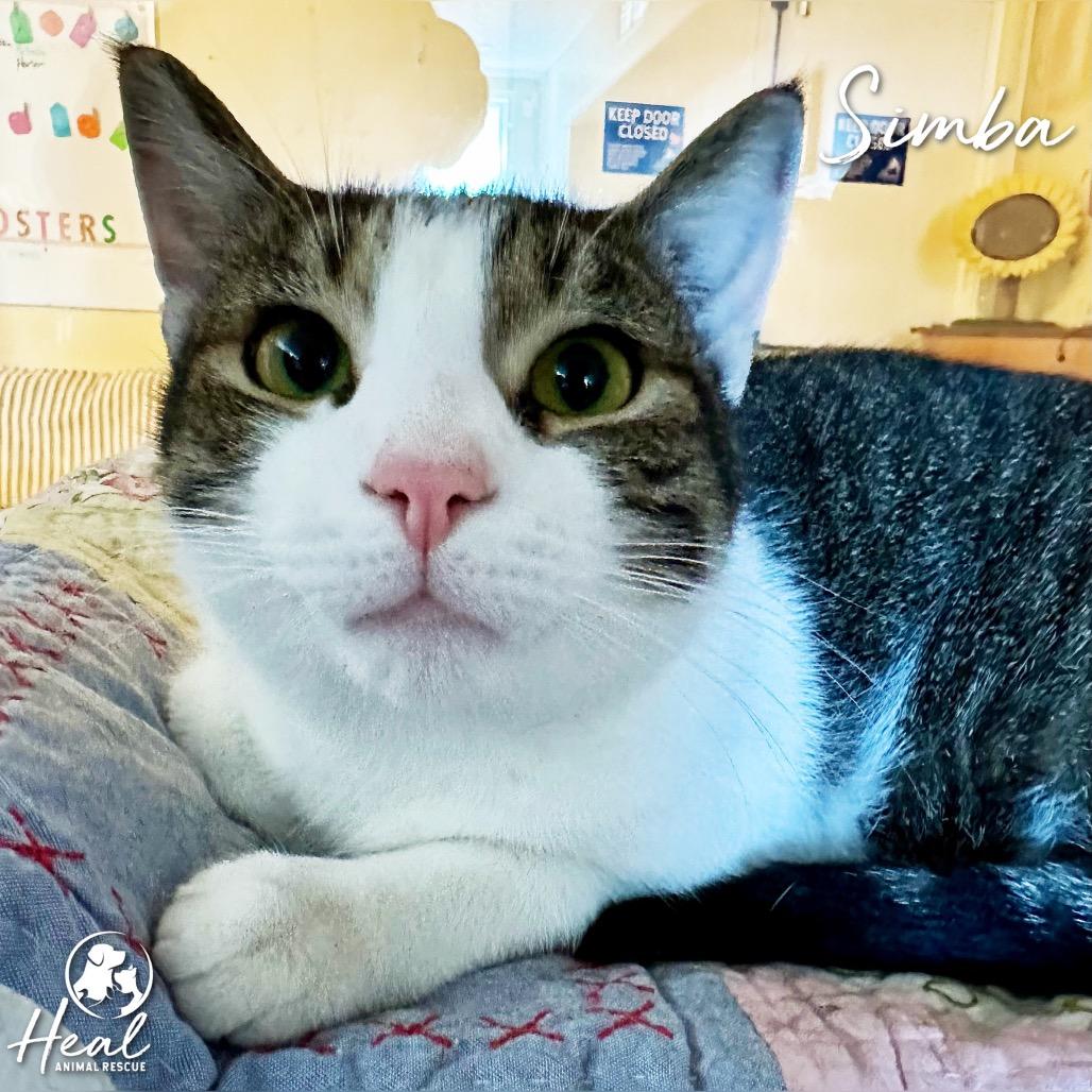 Enlarge Simba, a Adoptable Domestic Short Hair in Youngwood, PA image 2/2