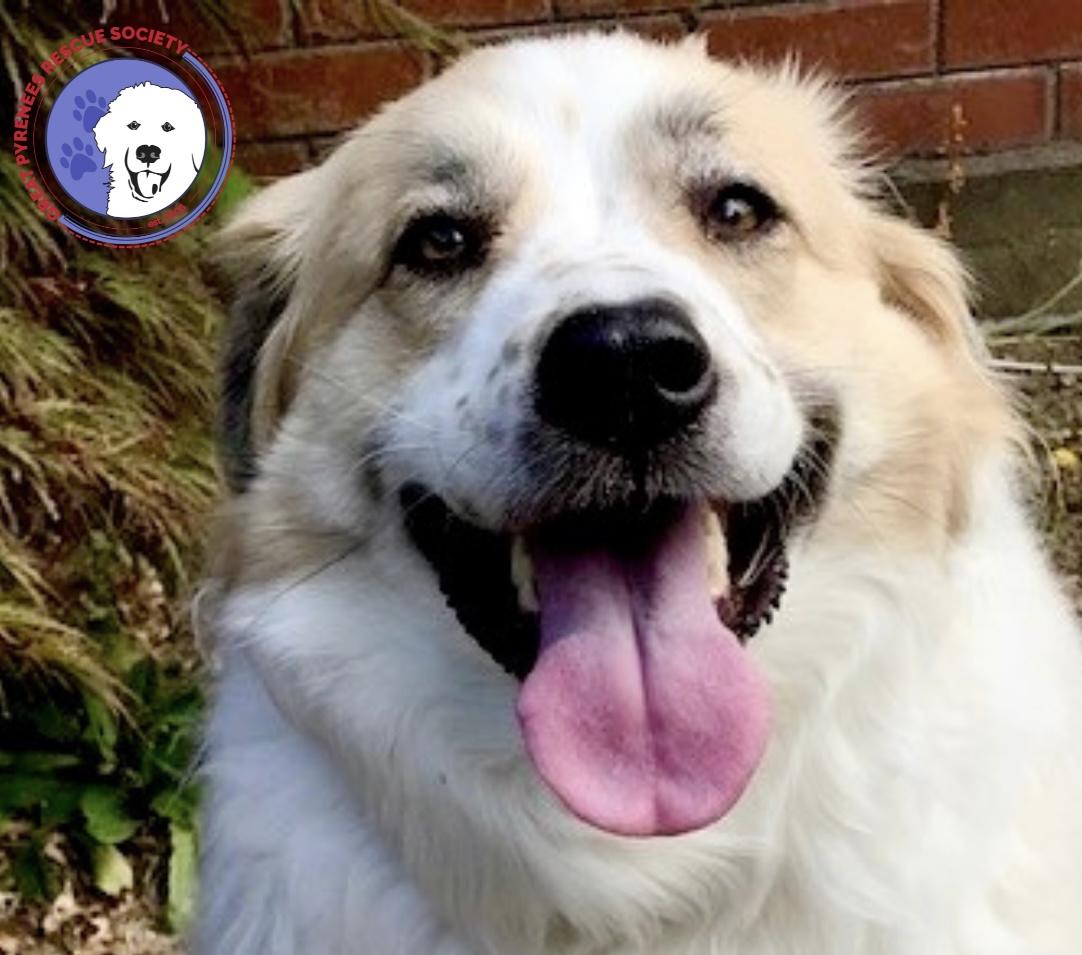 Dog for adoption - Janis, a Great Pyrenees & Spaniel Mix in Bellevue ...