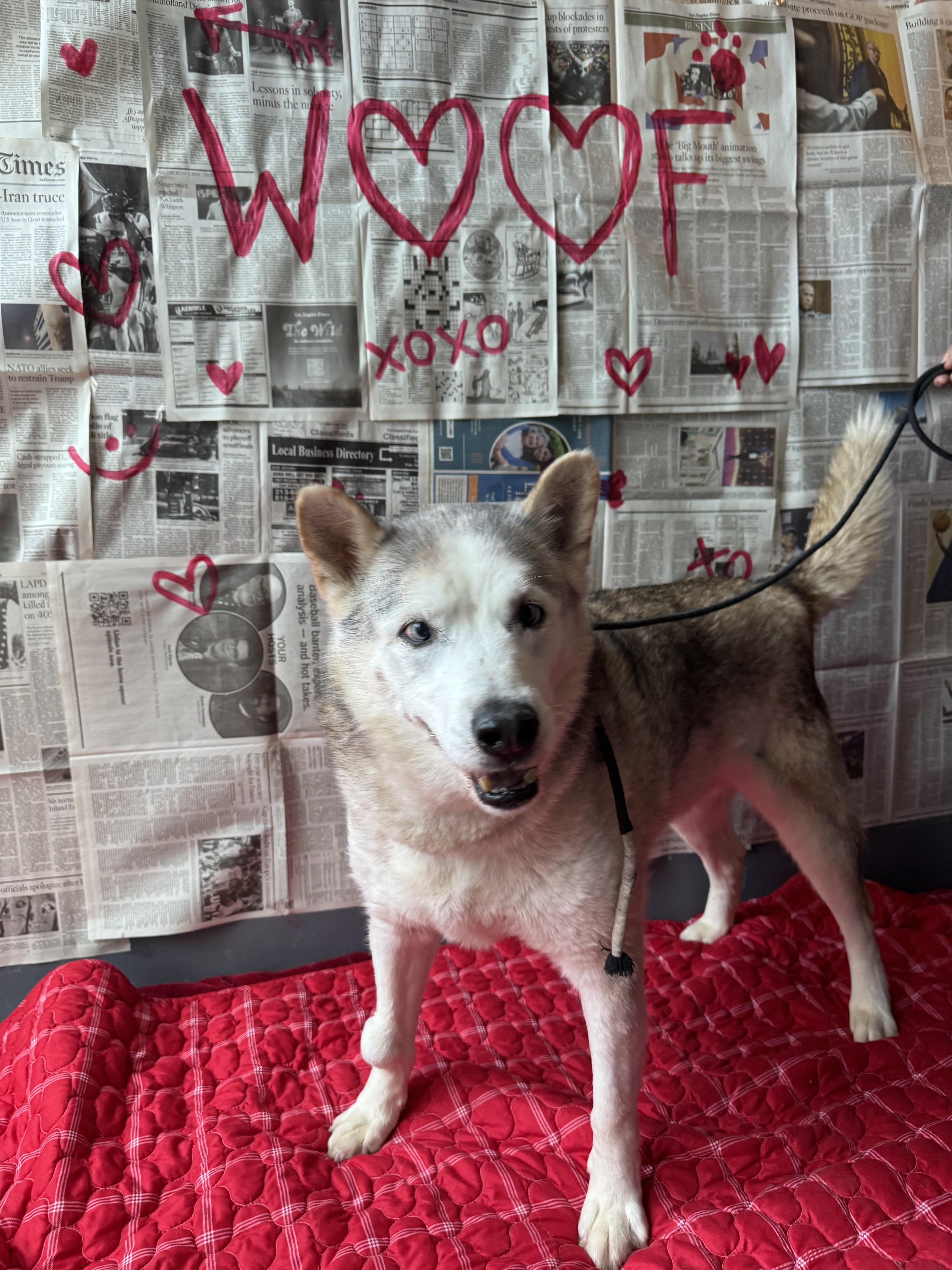 Enlarge SULTAN, a Adoptable mixed breed in Chatsworth, CA image 1/1