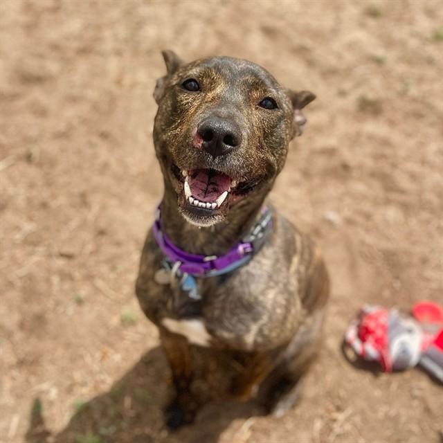 SNOOP, Adoptable, Young Male Dutch Shepherd & Mixed Breed.