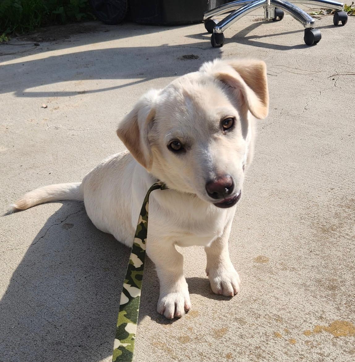 Ross, adopted, Puppy Male American Eskimo Dog & Chihuahua.