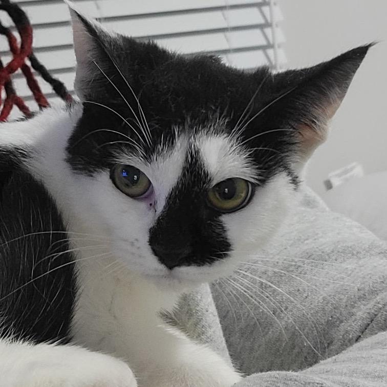 Sploot, a Adoptable Domestic Short Hair in Mount Laurel, NJ image 1/3