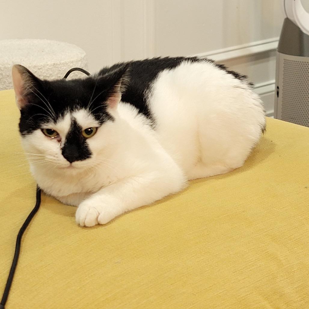 Sploot, a Adoptable Domestic Short Hair in Mount Laurel, NJ image 2/3