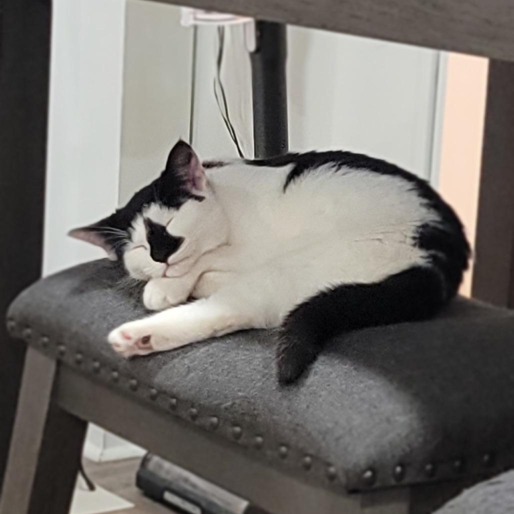 Sploot, a Adoptable Domestic Short Hair in Mount Laurel, NJ image 3/3
