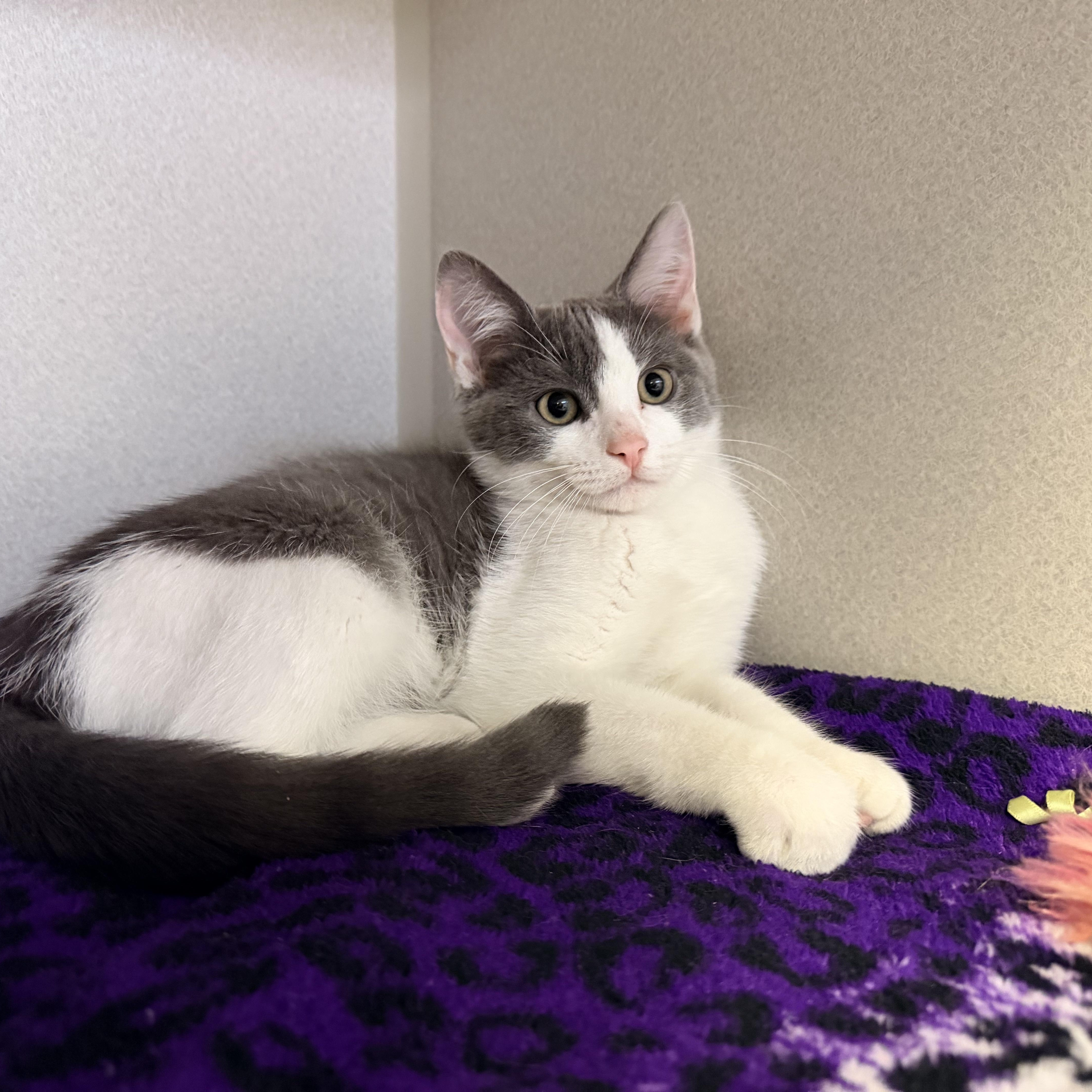 Enlarge Trey, an adopted Domestic Short Hair in Pottsville, PA image 2/2