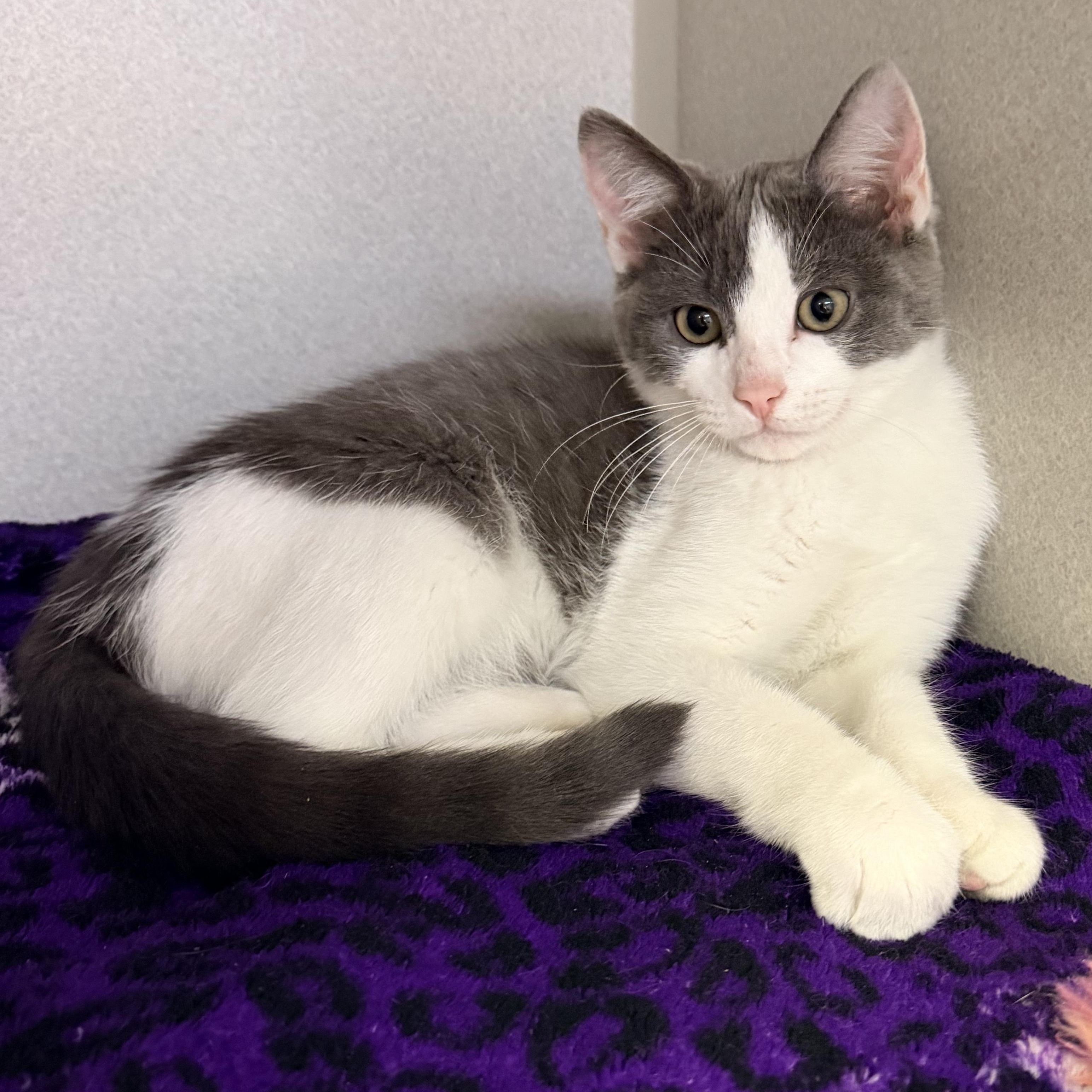 Trey, adopted, Kitten Male Domestic Short Hair.