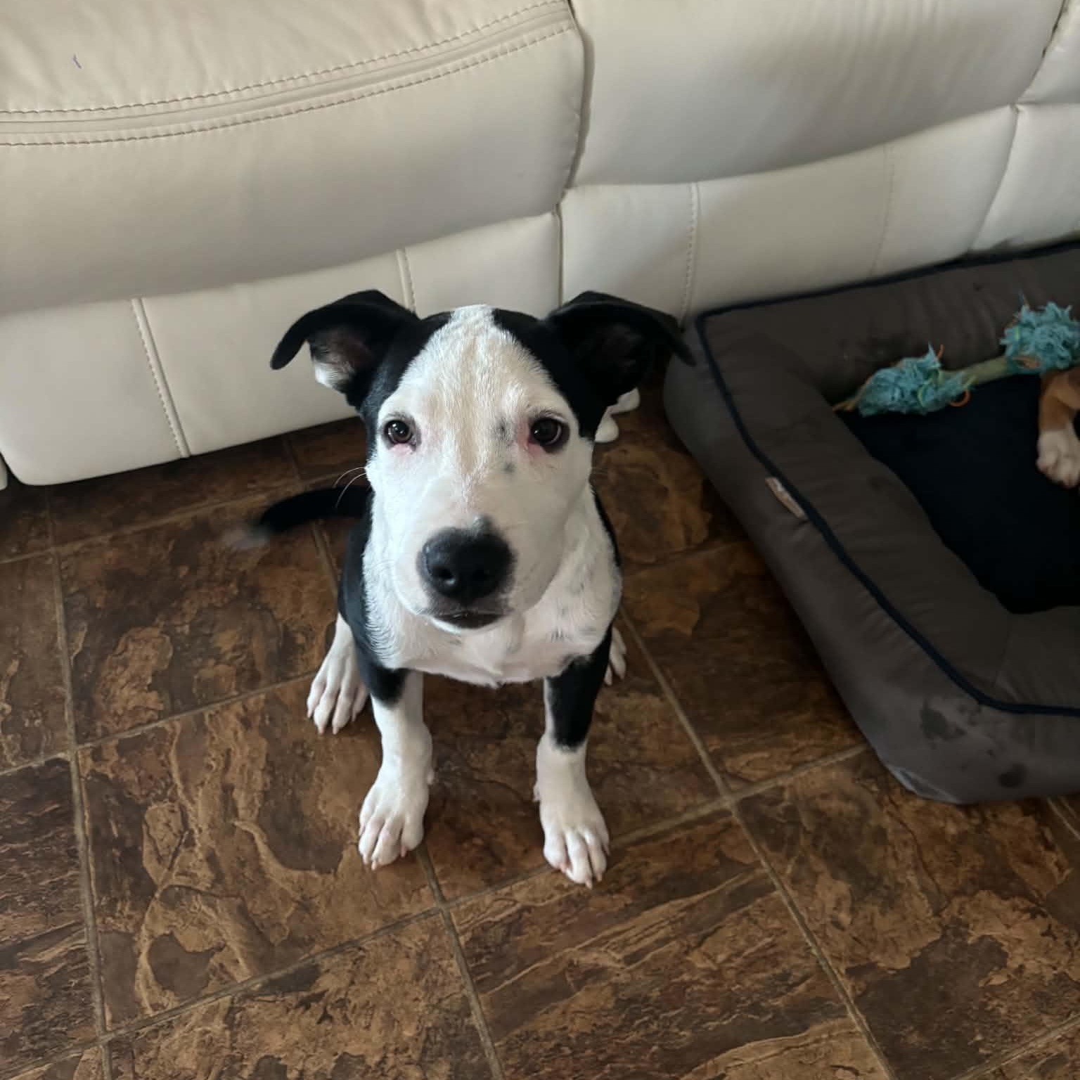 Oreo, Adoptable, Puppy Male Terrier.