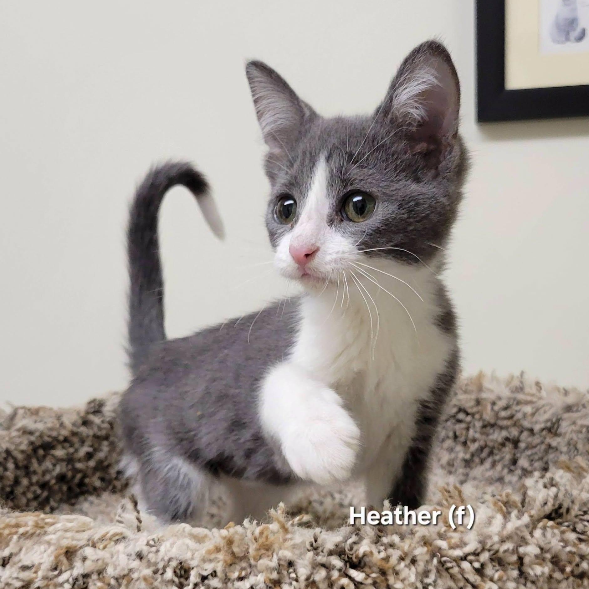 Enlarge Heather, an adopted Domestic Short Hair in Mazon, IL image 2/2