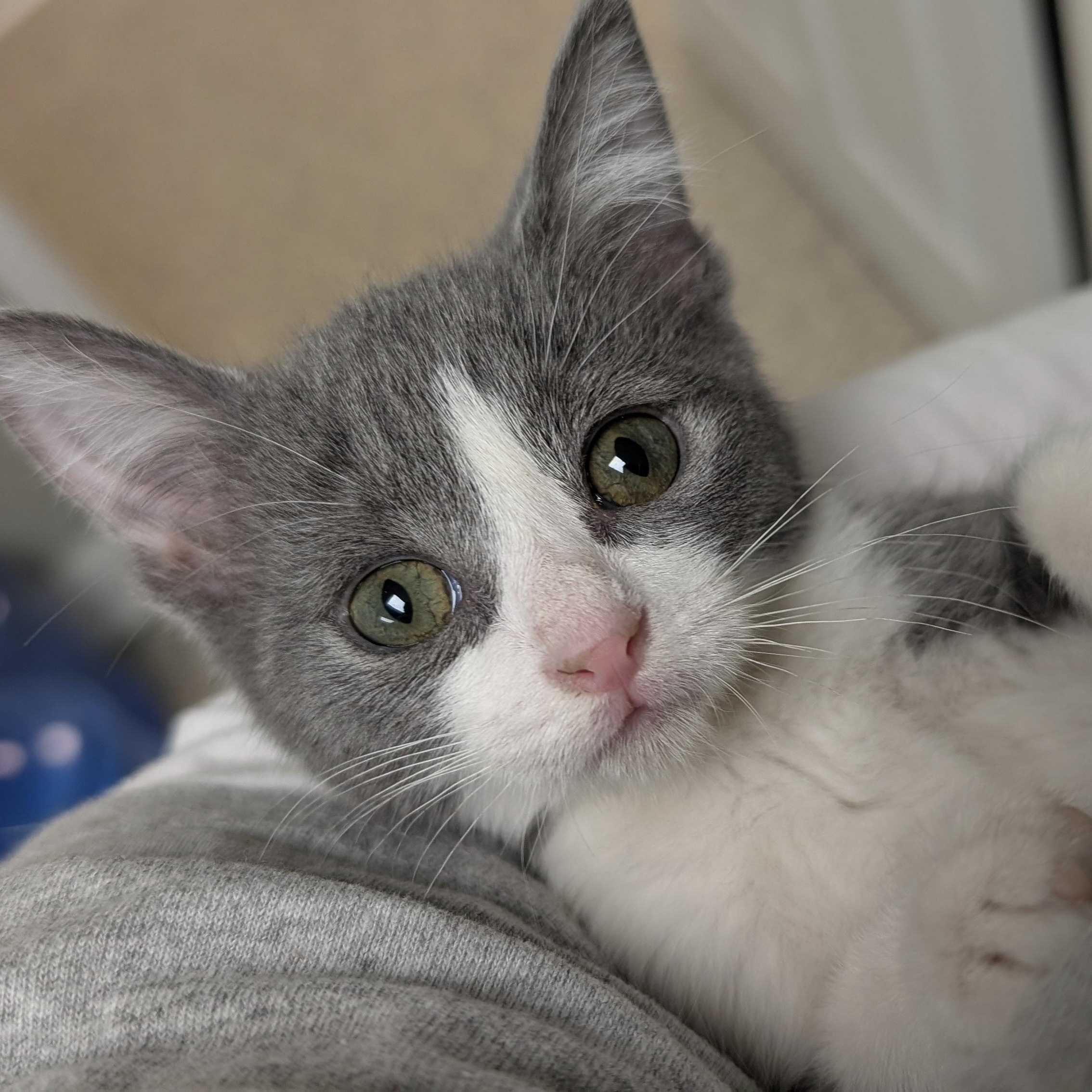 Heather, adopted, Kitten Female Domestic Short Hair.