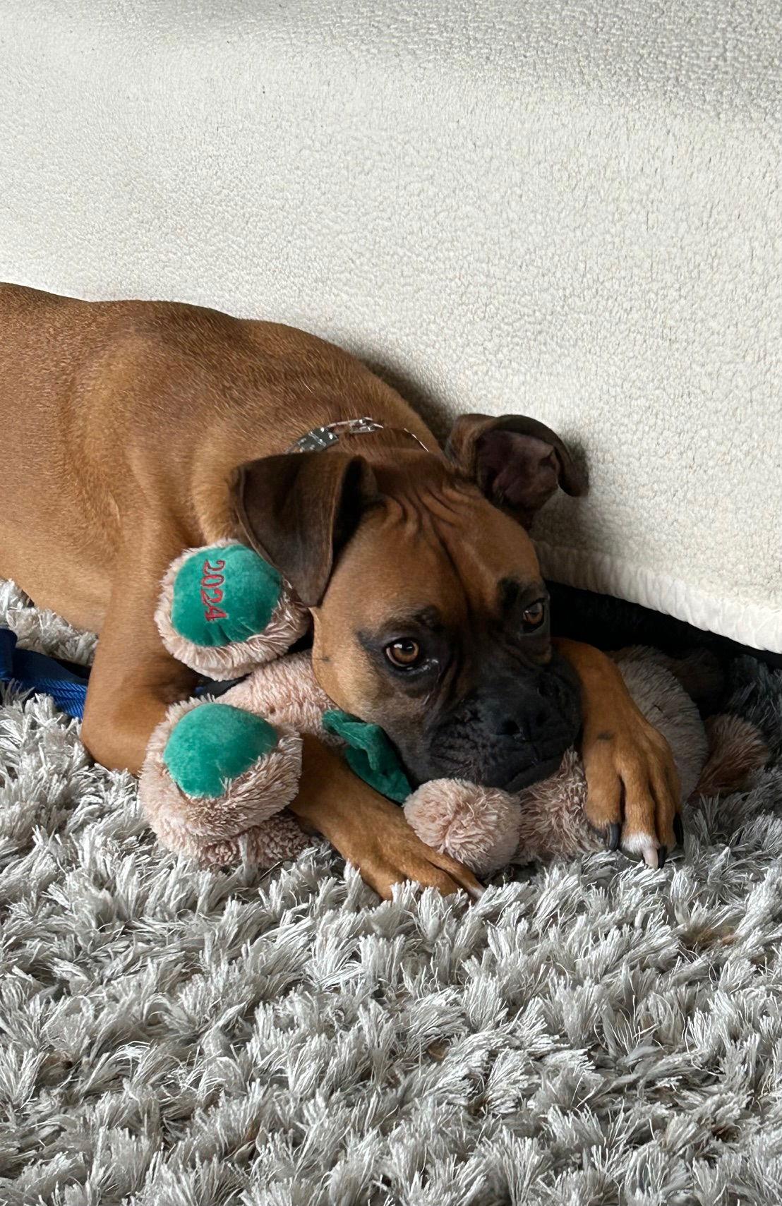 Falco *Adoption Pending*, Adoptable, Adult Male Boxer.