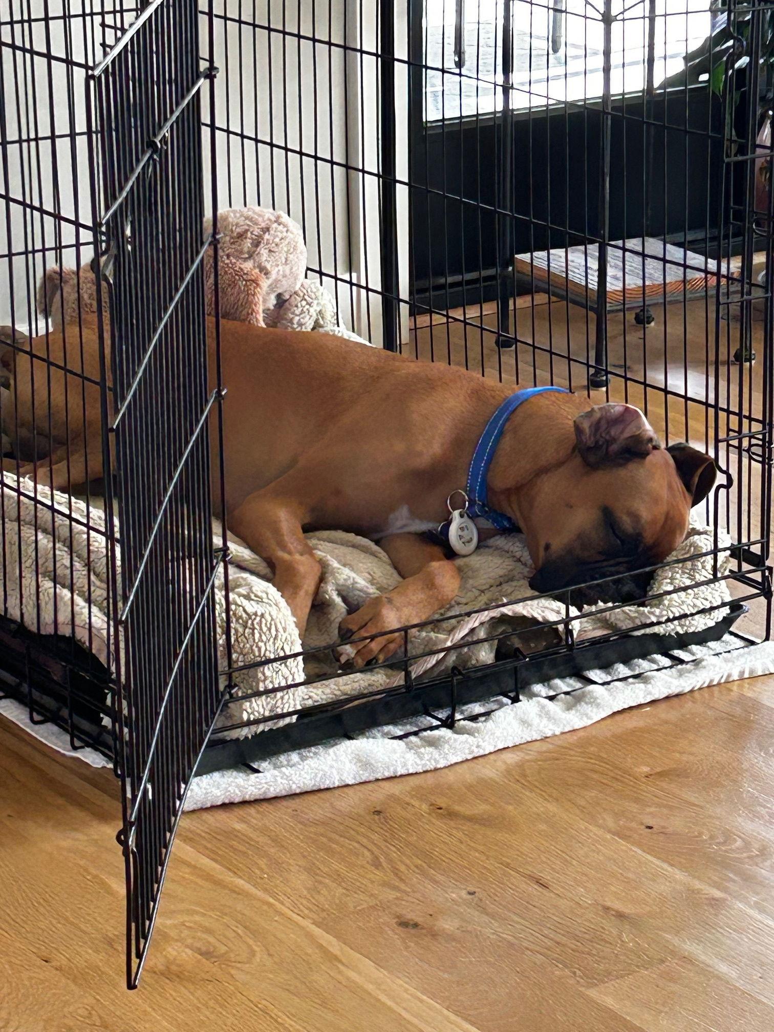 Enlarge Falco *Adoption Pending*, a Adoptable Boxer in Woodbury, MN image 2/3