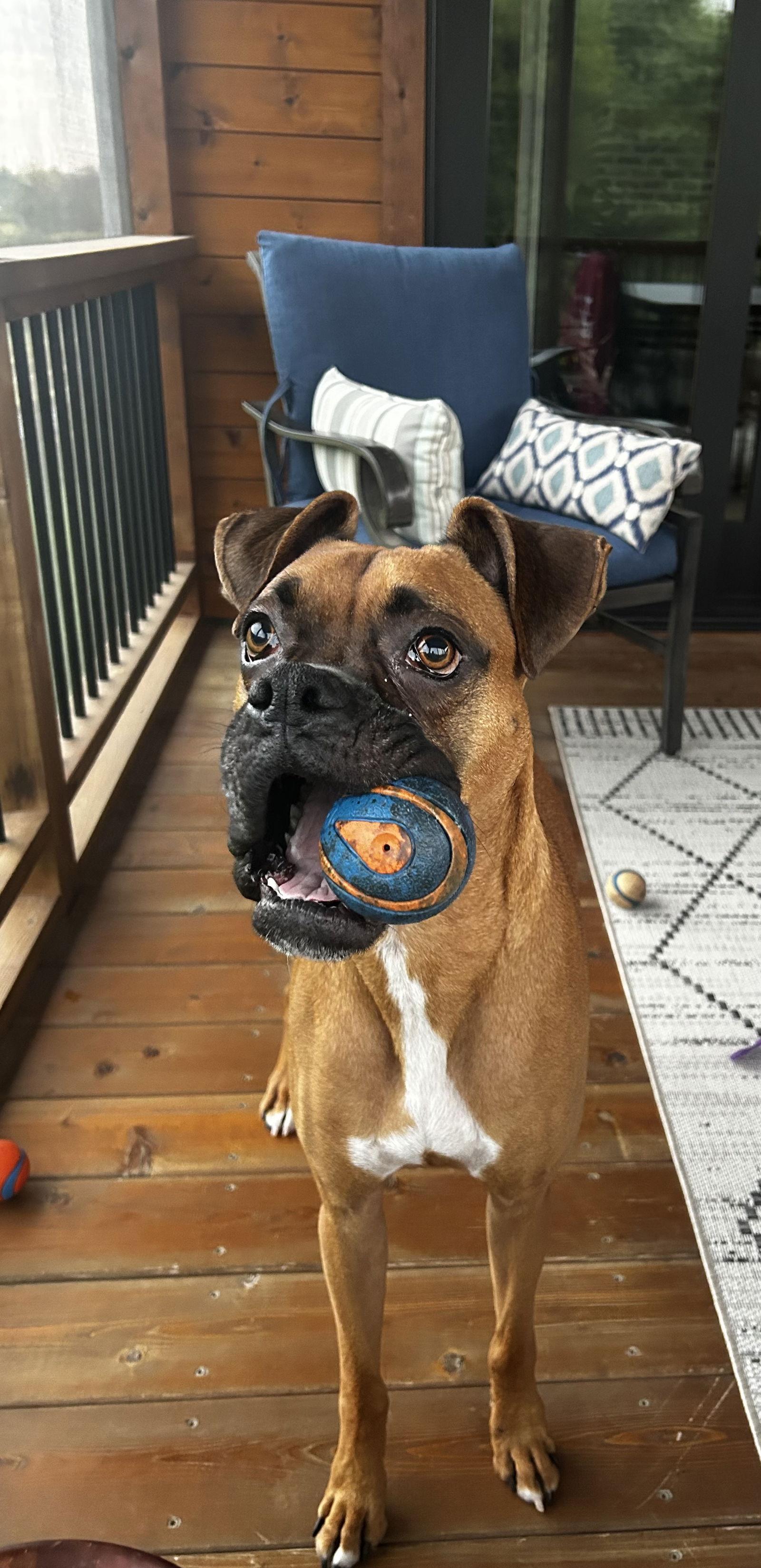 Enlarge Falco *Adoption Pending*, a Adoptable Boxer in Woodbury, MN image 3/3