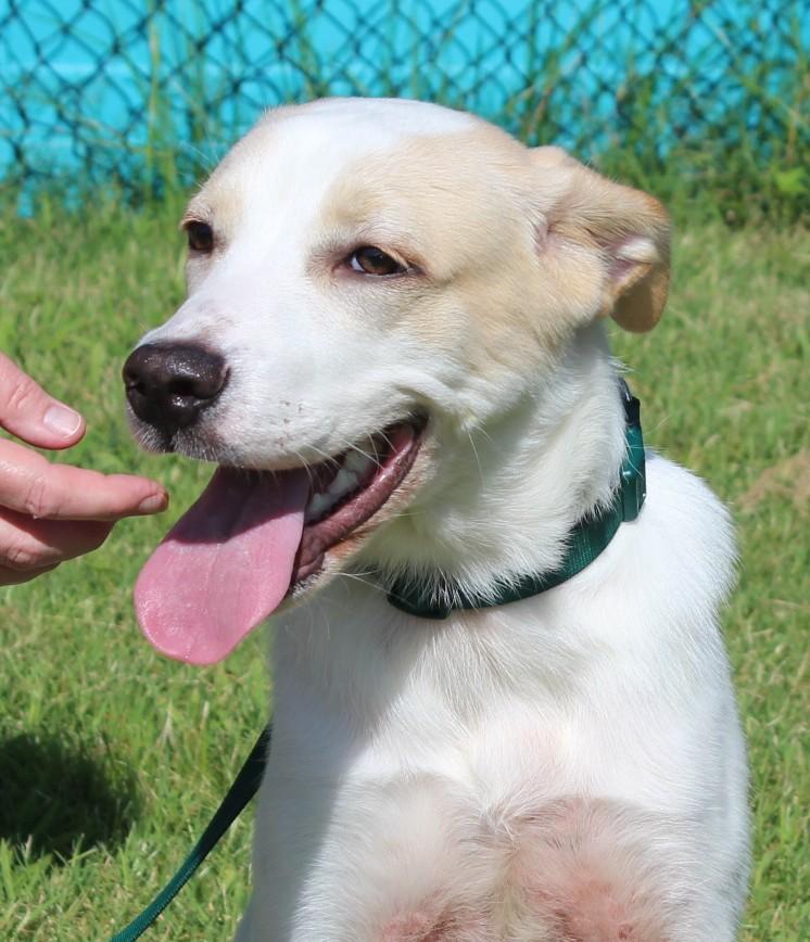 PARKER, an adoptable Setter, Great Pyrenees in Claremore, OK, 74017 | Photo Image 1