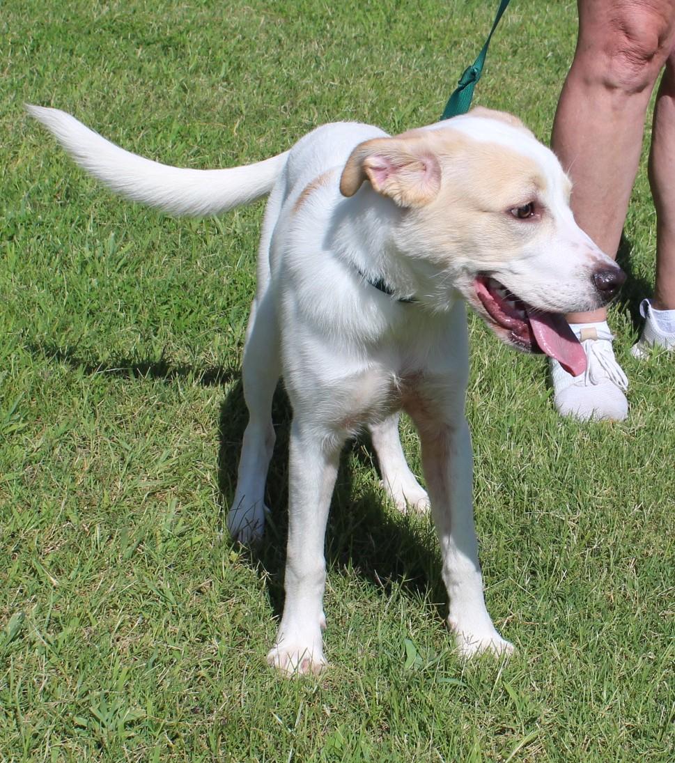 PARKER, an adoptable Setter, Great Pyrenees in Claremore, OK, 74017 | Photo Image 2