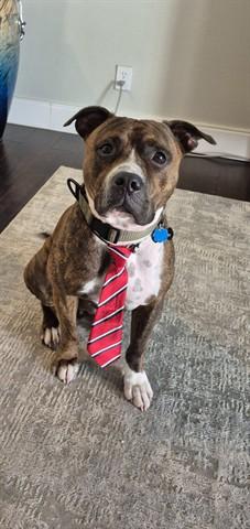 Enlarge BENJI, a Adoptable Pit Bull Terrier in Orlando, FL image 1/1