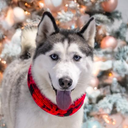 Rainier, Adoptable, Adult Male Husky & Mixed Breed.