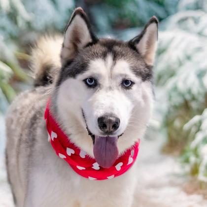Enlarge Rainier, a Adoptable mixed breed in Camano Island, WA image 1/2