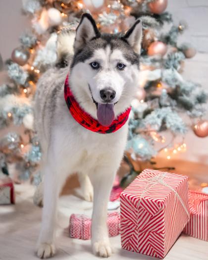 Enlarge Rainier, a Adoptable mixed breed in Camano Island, WA image 2/2