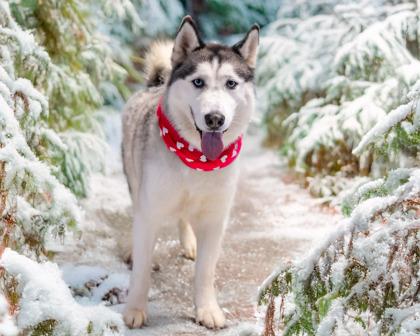 Enlarge Rainier, a Adoptable mixed breed in Camano Island, WA image 2/2
