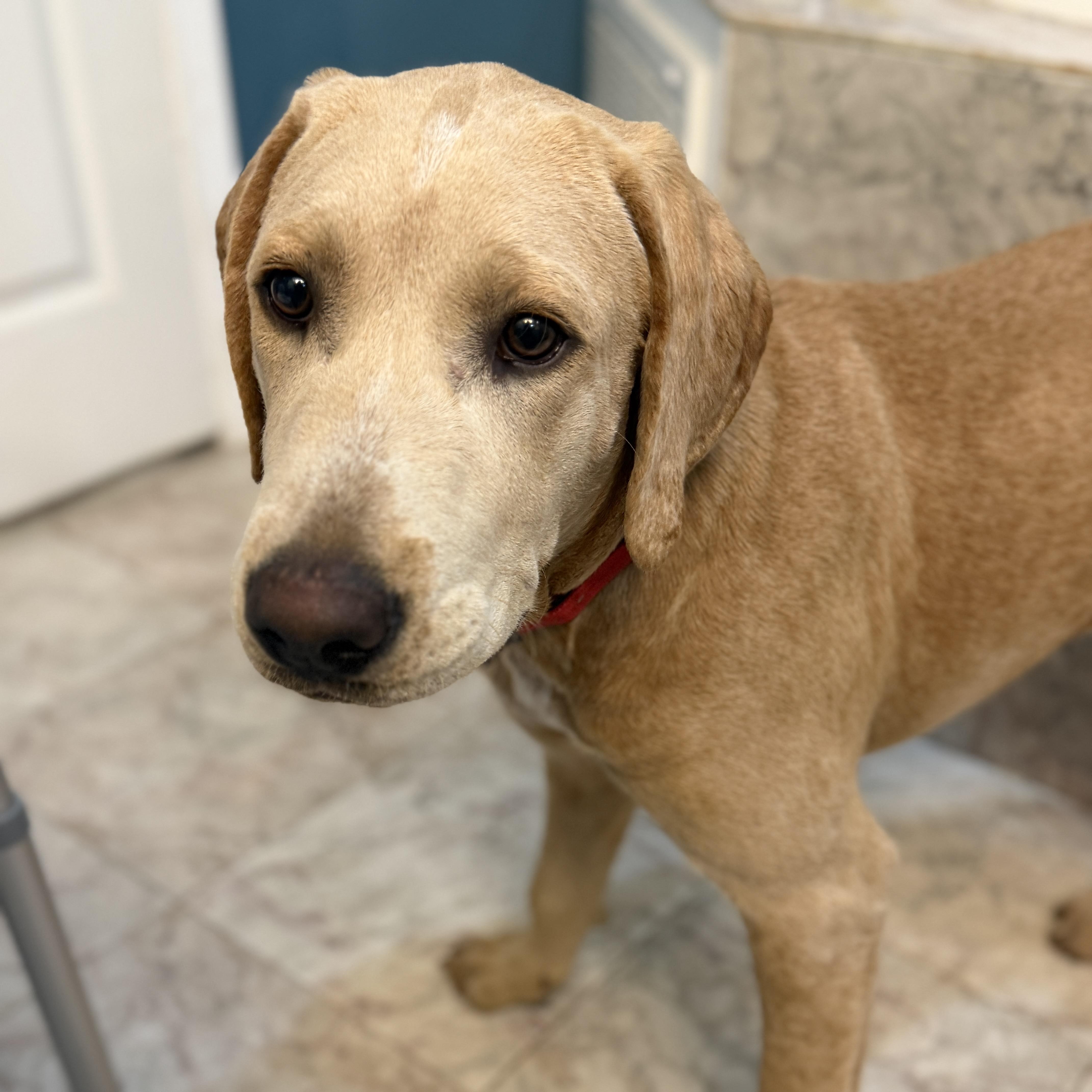 Zeke, Adoptable, Puppy Male Golden Retriever.