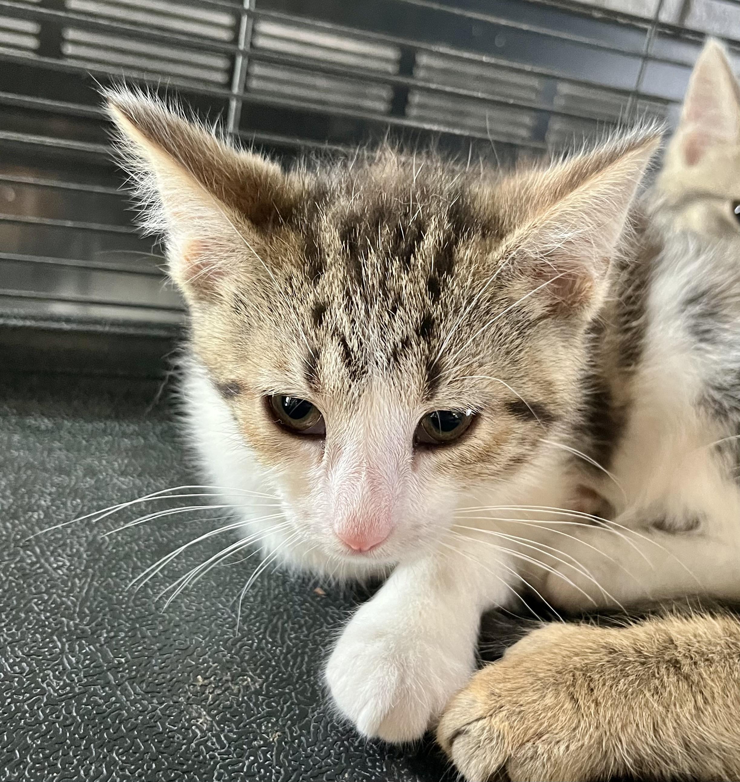 Fidget, Baby Male Domestic Short Hair