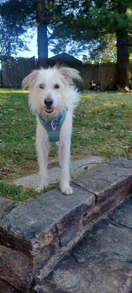 Hanny, adopted, Young Female Border Terrier & Mixed Breed.